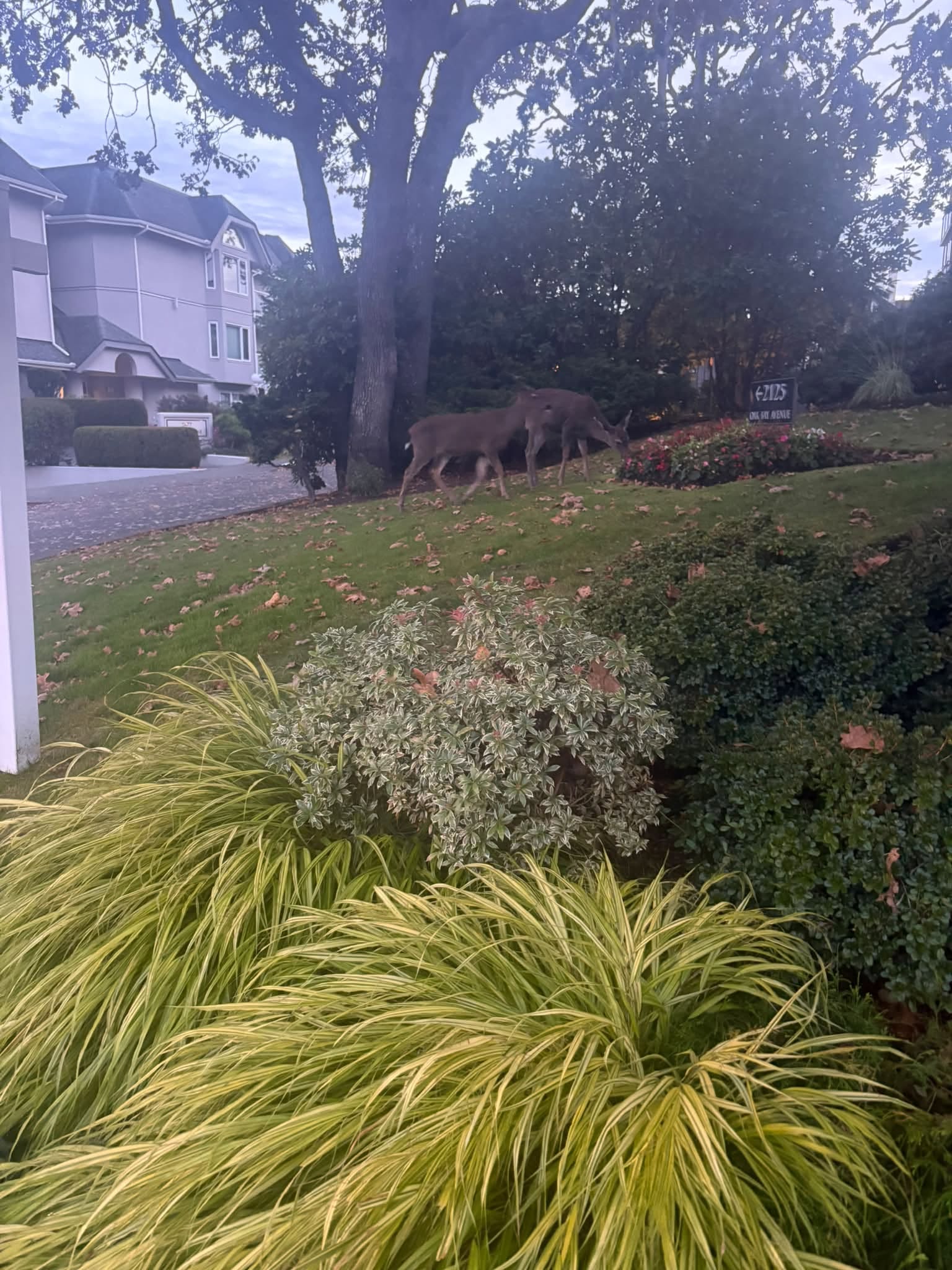 Two deer walking across a neighbourhood lawn beneath a large tree.