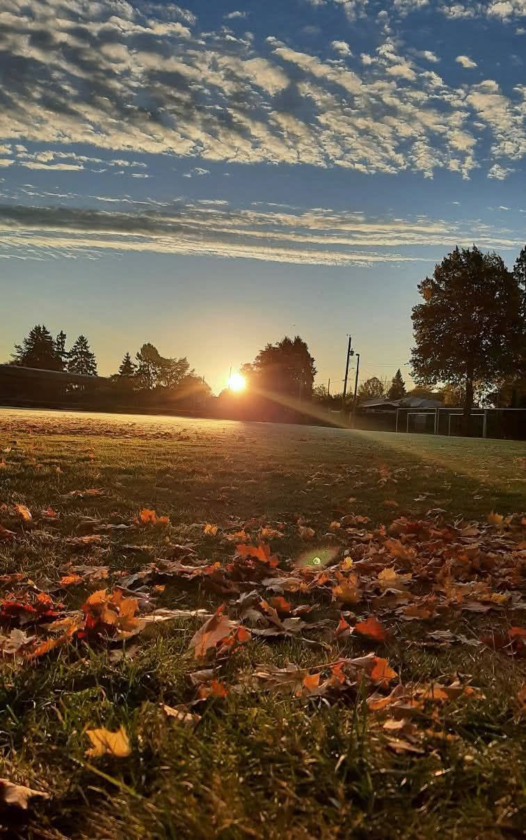 Low golden sunlight across grass, with trees along the horizon.