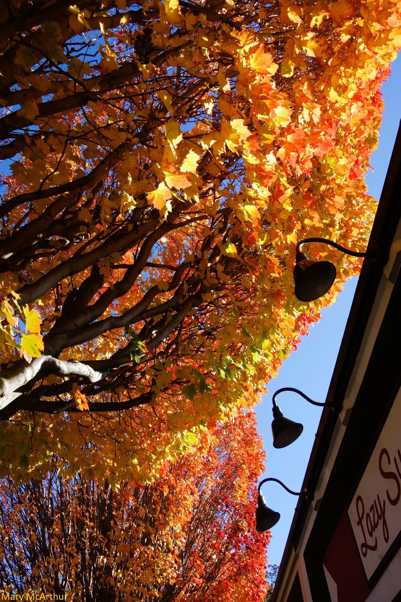 Golden and orange leaves above the shops on Oak Bay Avenue.