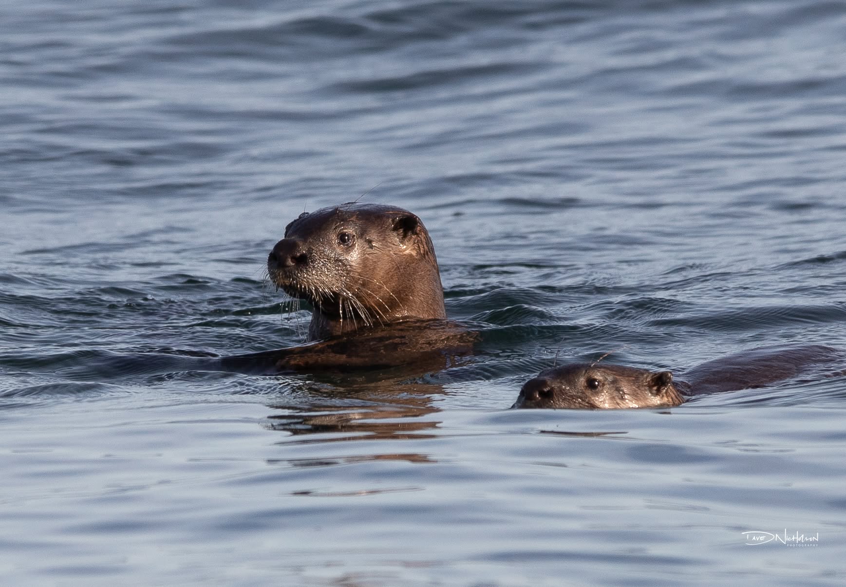 Two river otters with their heads above the water at Willows Beach.