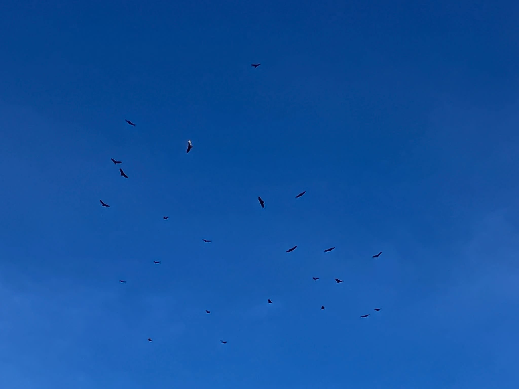 Turkey vultures circling in a blue sky above Oak Bay.