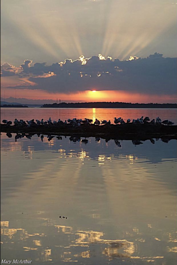 Willows Beach at sunrise, with birds silhouetted on the water.