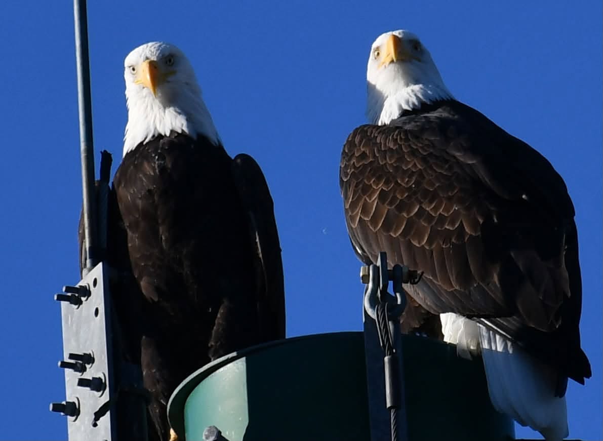 Two bald eagles perched on cell-tower equipment against a blue sky, photographed by Geordie Hobart