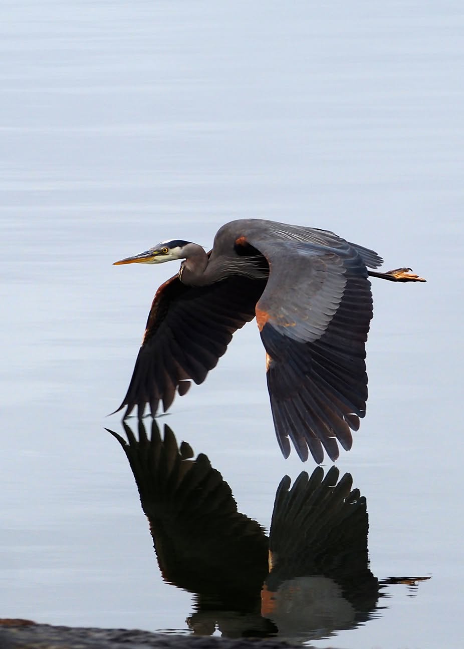 A great blue heron flies low over calm water, wingtips near its own mirrored reflection.