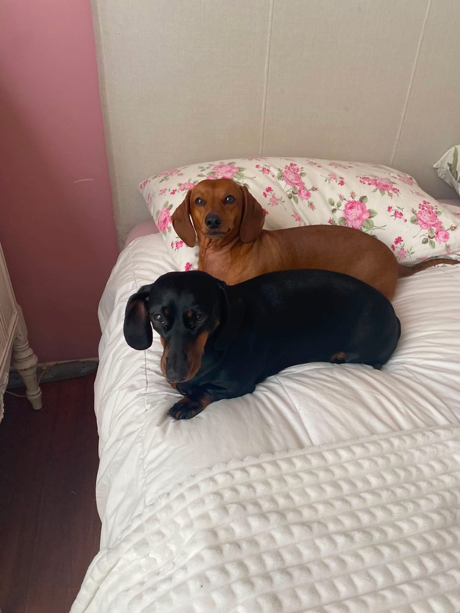 Two dachshunds, one red and one black-and-tan, lying together on a white bed with a floral pillow.